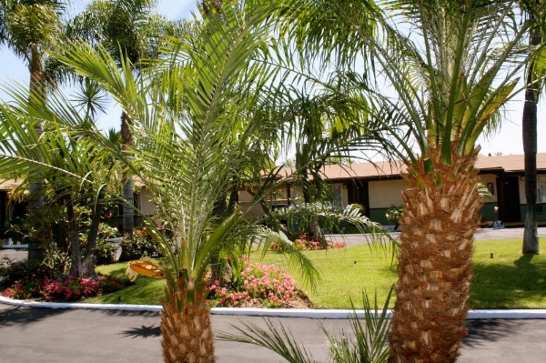 Palm Tropics Motel image 12